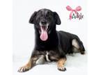 Adopt Adele a German Shepherd Dog, Beagle