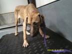 Adopt Addie a Black Mouth Cur