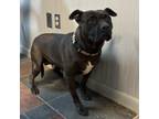 Adopt Ellie a American Staffordshire Terrier, Mixed Breed