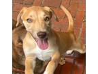 Adopt Jade a Beagle, Yellow Labrador Retriever