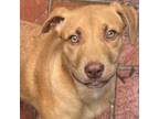 Adopt Carly a Beagle, Mixed Breed