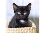 Adopt Pablano a Domestic Short Hair