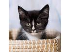 Adopt Habanero a Domestic Short Hair