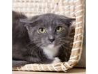 Adopt Carlo Gambino a Domestic Short Hair