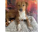 Adopt Chester a Yellow Labrador Retriever