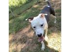 Adopt Oreo a Boxer