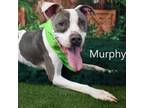 Adopt Murphy a Pit Bull Terrier