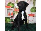 Adopt Ty a Black Labrador Retriever