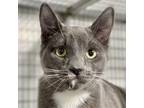 Adopt Sir Squinty a Domestic Short Hair