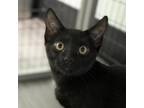 Adopt Franklin a Domestic Short Hair