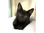 Adopt Kitten Udon a Domestic Short Hair