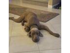 Adopt Ghost a Weimaraner