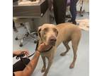 Adopt Ghost a Weimaraner