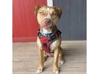 Adopt Silas a Boxer, Husky