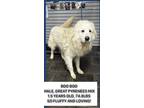 Adopt Boo Boo a Great Pyrenees, Golden Retriever