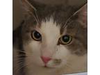Adopt Chip a Domestic Short Hair