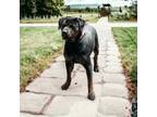 Adopt Ryker a Rottweiler, Terrier