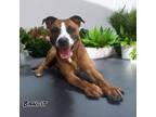 Adopt Bandit a Boxer, Terrier