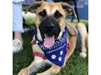 Adopt Jackson a Mixed Breed, German Shepherd Dog