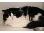 Adopt Sanfour a Domestic Long Hair