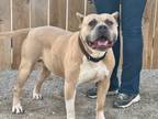 Adopt Steve a Cane Corso