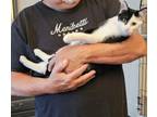 Adopt King a Domestic Short Hair