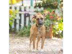 Adopt Stone a Retriever, Hound