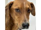 Adopt Ace GCH a Whippet