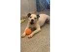 Adopt Panda a Terrier
