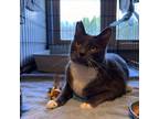 Adopt Rowan a Domestic Short Hair