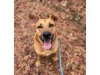 Adopt Brock a Shepherd, Mixed Breed