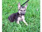 Adopt Greyson10wksNeuterContractReqUTD/Micro$425 a German Shepherd Dog