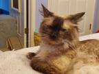 Adopt Max 9 a Himalayan, Siamese