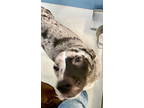 Adopt Ralphie Lone Star 58131 a Catahoula Leopard Dog