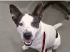 Adopt Ranger, Lord of the Rings 59276 a Australian Cattle Dog / Blue Heeler