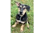 Adopt Bobby a Basset Hound, Shepherd