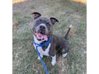 Adopt Big Blue`s Tiny Homes a Pit Bull Terrier, Mixed Breed