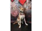 Adopt *Arturo* a Anatolian Shepherd, Labrador Retriever