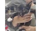 Adopt Metal kittens: Gold a Domestic Short Hair