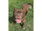 Adopt Major a Pit Bull Terrier