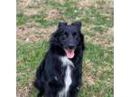 Adopt Duncan a Australian Shepherd