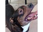 Adopt Blackjack a Pit Bull Terrier