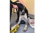 Adopt Fergus a Bluetick Coonhound