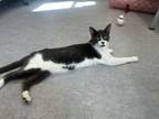 Adopt Cupid a Domestic Short Hair