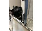 Adopt ALFRED a Domestic Short Hair