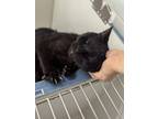 Adopt Bones a Domestic Short Hair