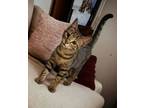 Adopt Tango a Tabby