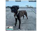 Adopt Barkley a Boxer