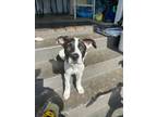 Adopt Daisy Duck pup: Scar a Mixed Breed