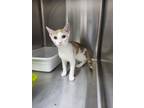Adopt Dreamie a American Shorthair